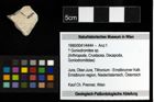 Foto (Objekt + Etiketten) von ? Goniodromites sp. 